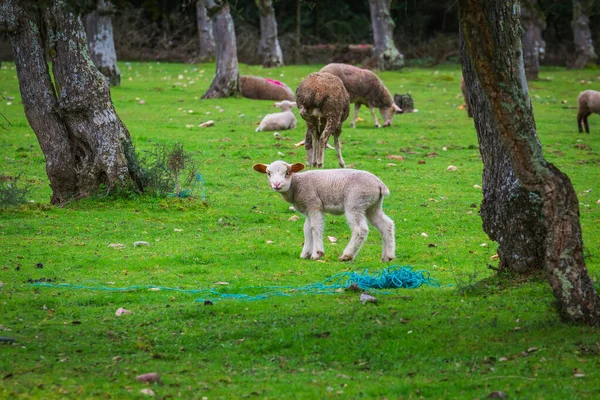 Ein Junges Schaf Auf Der Weide — Stockfoto