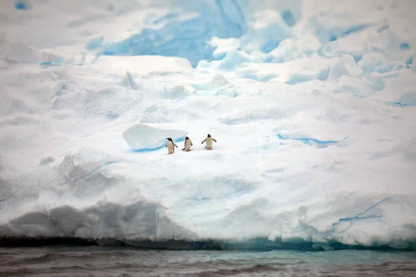 Floe Ghiaccio Sulla Spiaggia — Foto Stock