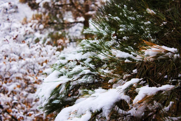 Pinhal Coberto Neve Inverno — Fotografia de Stock