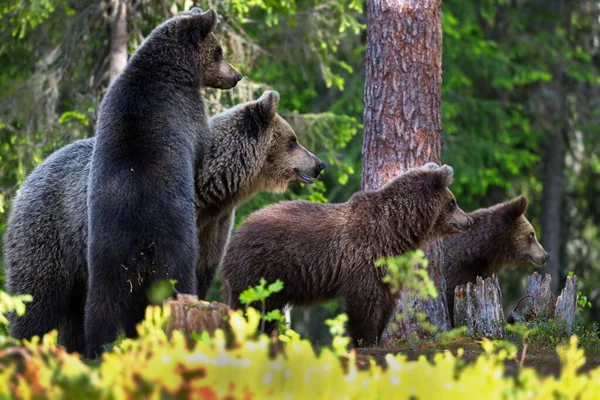 Дикие Медведи Гризли Лесу — стоковое фото