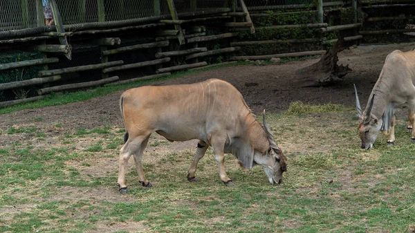 一只小山羊在农场里吃着一头母牛 — 图库照片