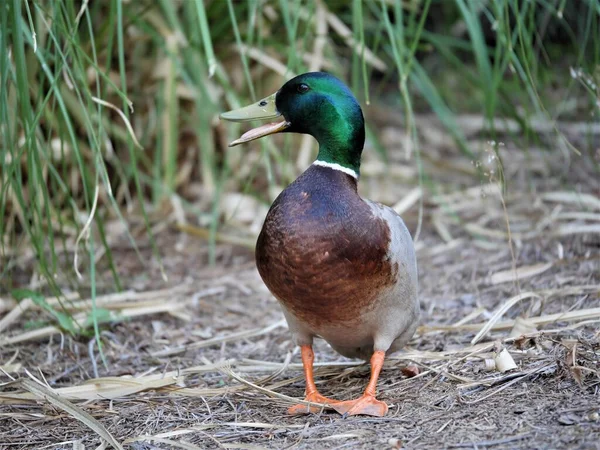 Canard Dans Eau — Photo