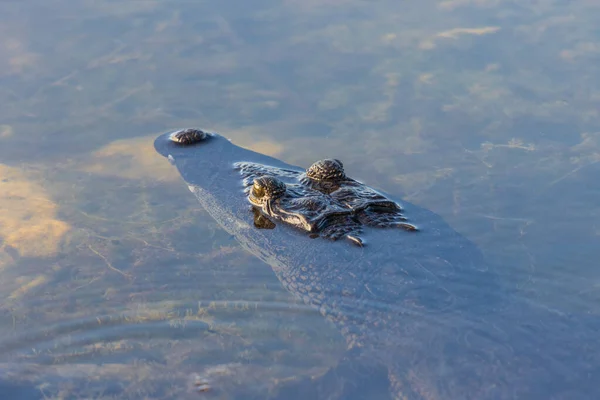 Eine Kleine Schildkröte Wasser — Stockfoto