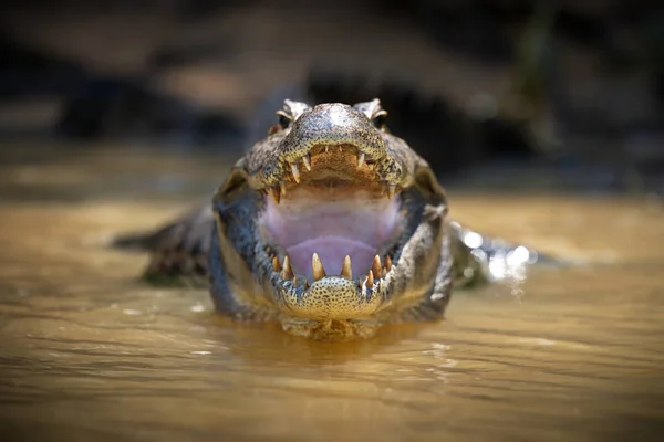 Nahaufnahme Eines Krokodilkopfes — Stockfoto