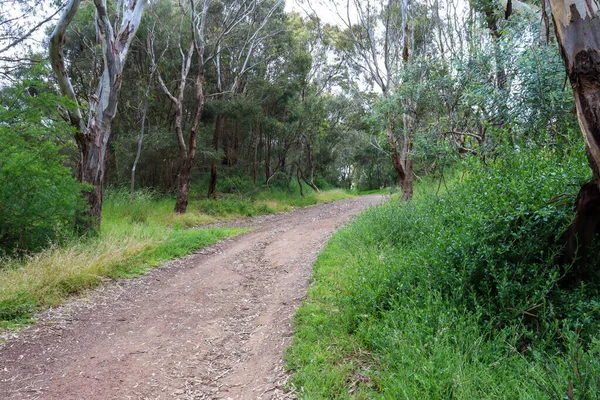 Road Forest — Stock Photo, Image