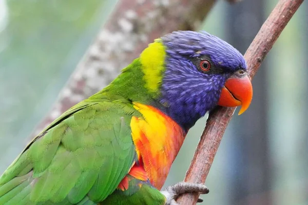 Closeup Shot Beautiful Macaw Bird — Stock Photo, Image