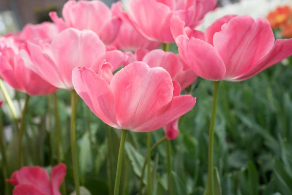 Fleurs Tulipes Roses Dans Jardin Lisse Pays Bas Europe Par — Photo