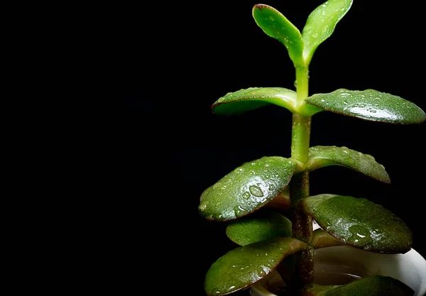 배경에 물방울이 떨어지는 녹색식물 — 스톡 사진