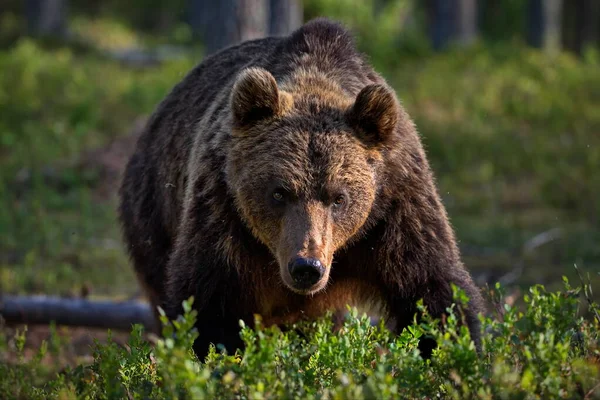 Brunbjörnar Den Vilda Naturen — Stockfoto