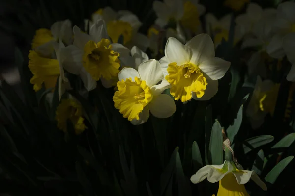 Gyönyörű Színes Nárciszvirágok Gyönyörű Háttérrel Egy Tavaszi Napon — Stock Fotó