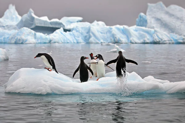 Grupo Pingüinos Nieve — Foto de Stock