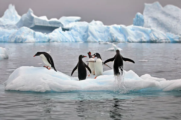 Karda Bir Grup Penguen — Stok fotoğraf