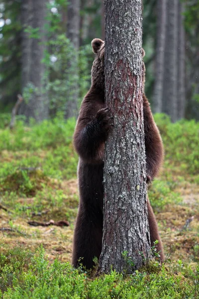 Urso Negro Floresta — Fotografia de Stock