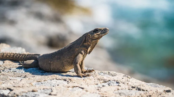 Lizard Sand — Stock Photo, Image