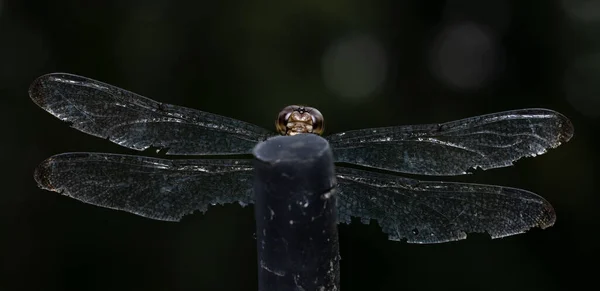 Vue Rapprochée Insecte Nature — Photo