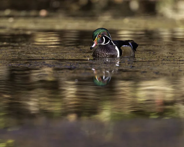 Bel Oiseau Dans Lac — Photo