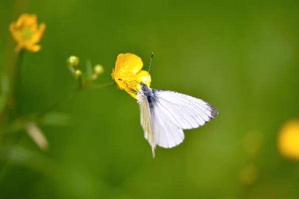 Hermosa Mariposa Una Flor — Foto de Stock