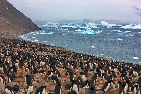 Antarctica Nell Artico — Foto Stock