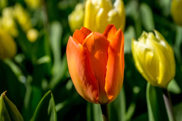 Tulipe Rouge Lisse Keukenhoff Pays Bas Europe Jour Été — Photo