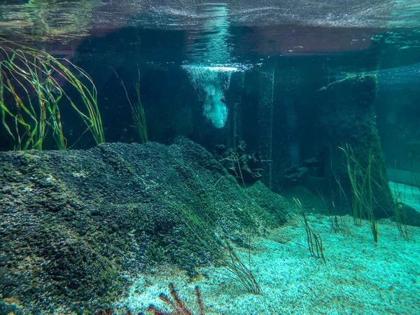 Vista Subacquea Dei Pesci Mare — Foto Stock