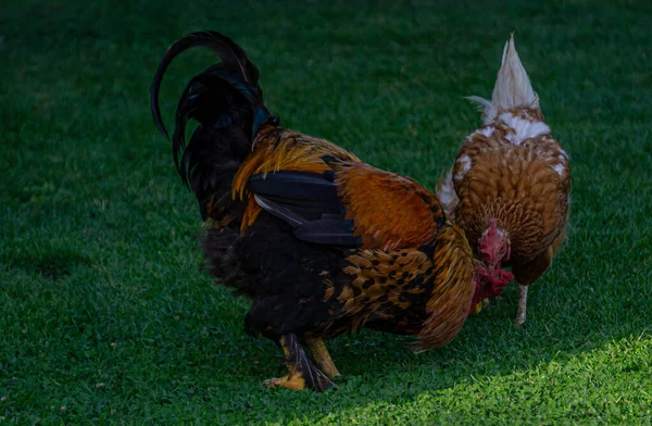 Schwarz Weißer Hahn Mit Grünem Gras — Stockfoto