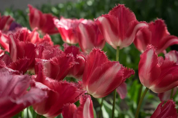 Brotes Tulipán Rojo Jardín Lisse Países Bajos Europa Día Verano — Foto de Stock