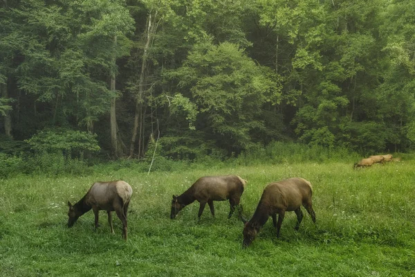 Una Manada Elefantes Selva —  Fotos de Stock