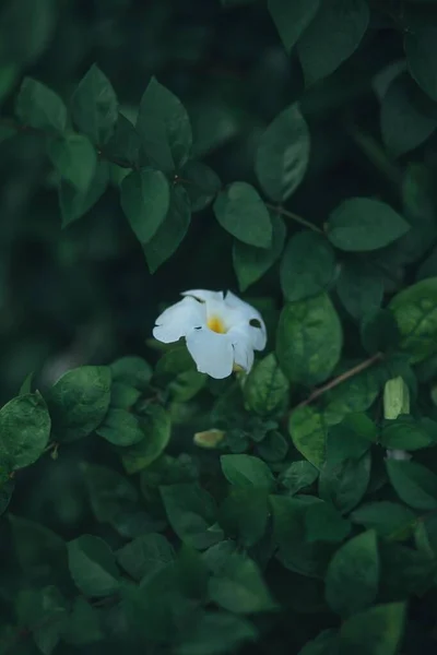 Hermoso Plano Botánico Fondo Pantalla Natural — Foto de Stock