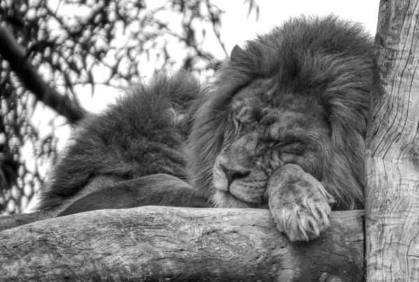 Lion Noir Blanc Dans Zoo — Photo