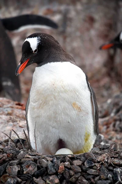 Pingüino Gentoo Nido —  Fotos de Stock