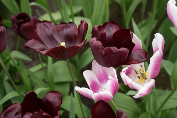 Zwart Roze Gekleurde Tulpen Bloemen Een Tuin Lisse Nederland Europa — Stockfoto