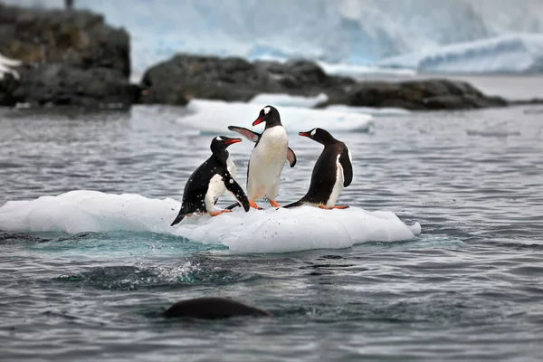 Pingüino Gentoo Mar — Foto de Stock