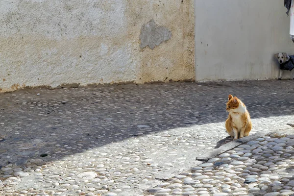 猫坐在街上 — 图库照片