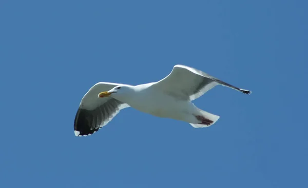 Mås Som Flyger Skyn — Stockfoto