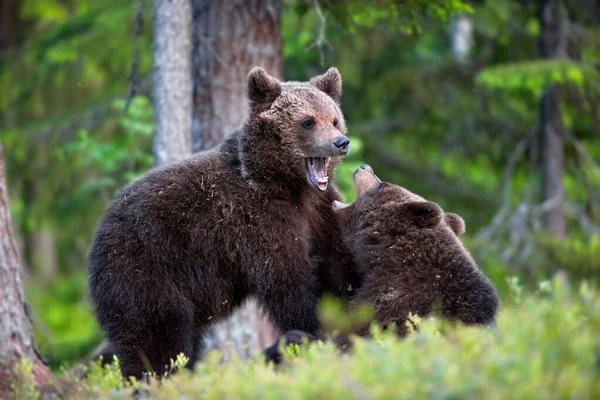 Braunbär Wald — Stockfoto