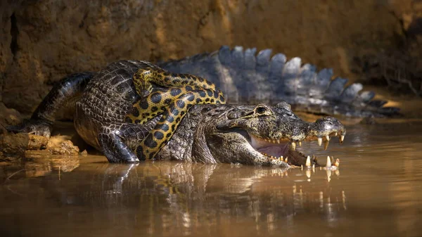 Crocodilo Água — Fotografia de Stock