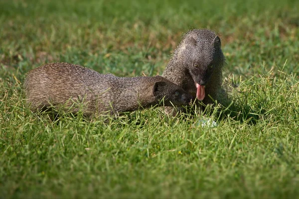 Gros Plan Écureuil Mignon Dans Herbe — Photo