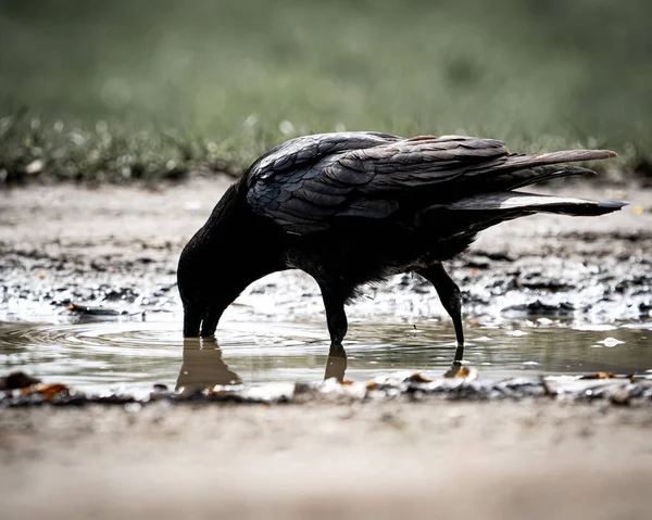 Águila Cabeza Negra Río — Foto de Stock