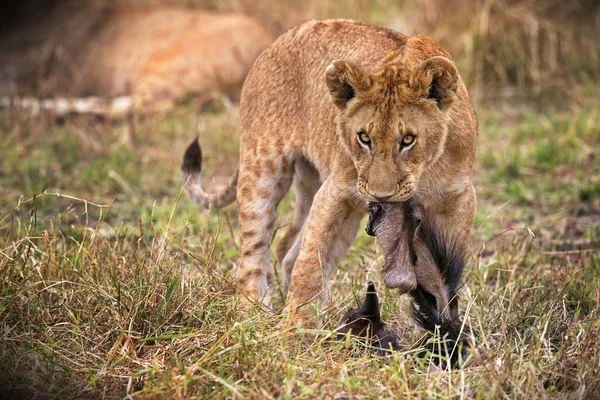 ケニアのサバンナにいるライオンの赤ちゃんは — ストック写真