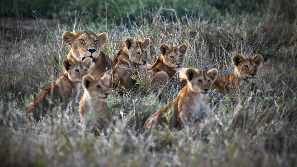 Group Cute Female Lion Cub Grass — Stock Photo, Image