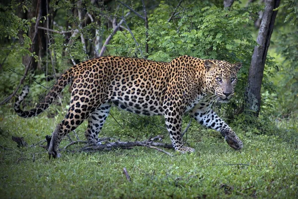 Leopardo Zoológico — Fotografia de Stock