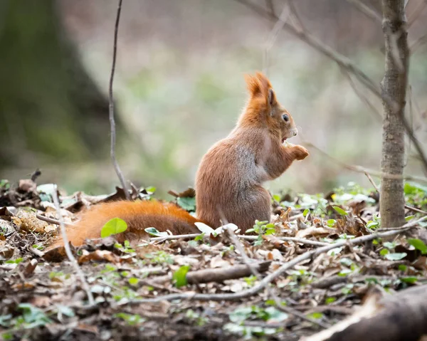 Κόκκινος Σκίουρος Στο Δάσος — Φωτογραφία Αρχείου