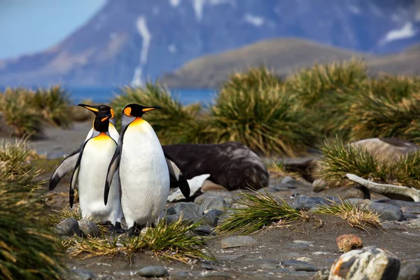 Gentoo Pingvin Sziklák Királyának Fészkében — Stock Fotó