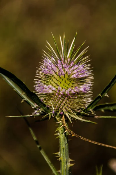 Красивые Ботанические Снимки Натуральные Обои — стоковое фото