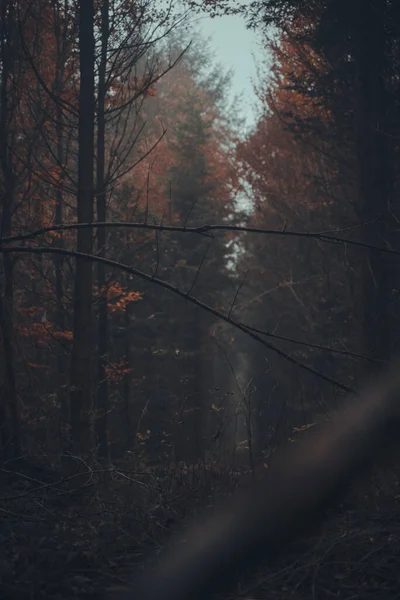 Floresta Outono Com Árvores Nevoeiro — Fotografia de Stock