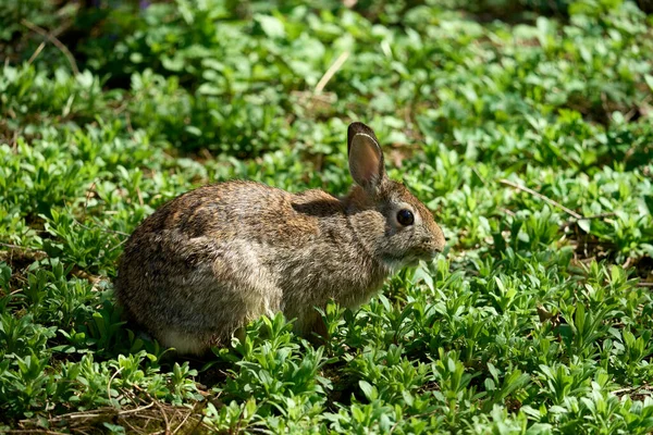 可愛いウサギのクローズアップショット — ストック写真