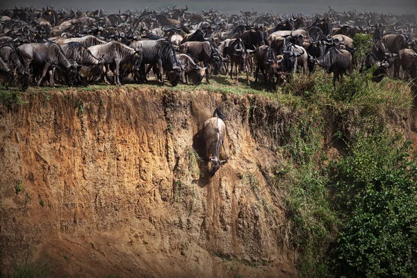 Kudde Wilde Dieren Savanne Van Kenya — Stockfoto