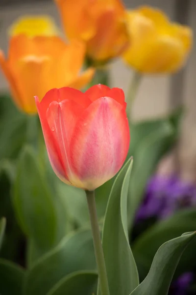 Belles Tulipes Dans Jardin — Photo