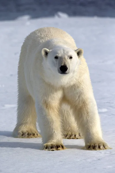 北極海ノルウェーのホッキョクグマは — ストック写真