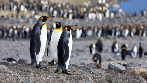 Gentoo Pingvin Séta Strandon — Stock Fotó